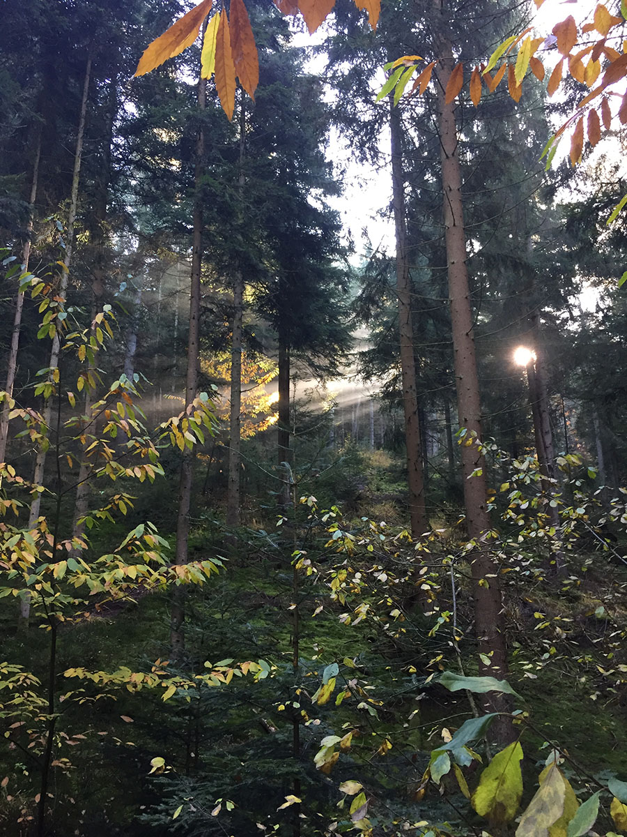 Image de forêt Vosgienne